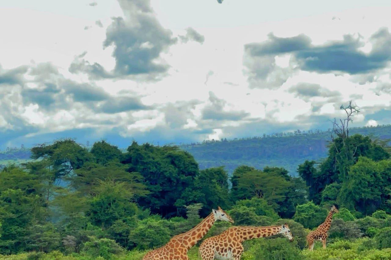 Nairobi National Park Evening and Sundowner Game Drive