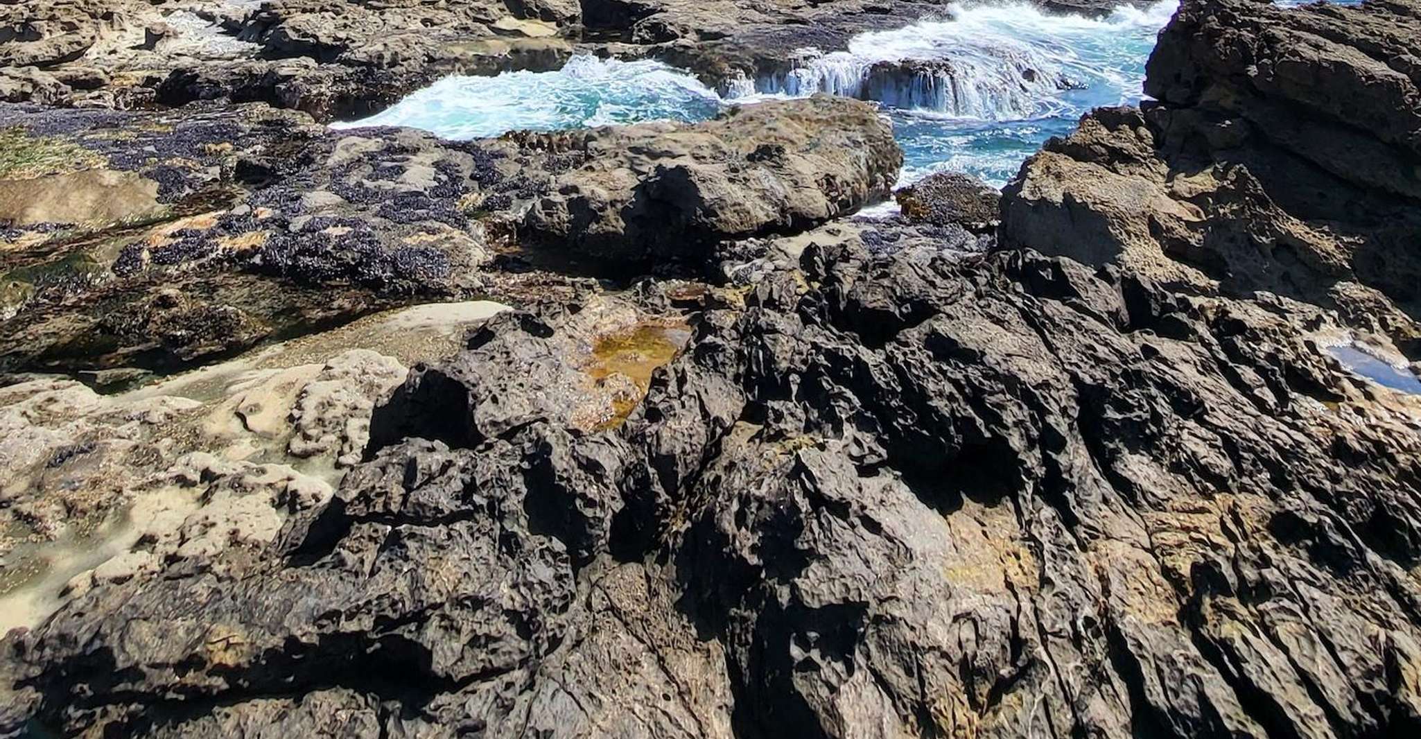 维多利亚或纳奈莫；西海岸大树沿海冒险 - Housity