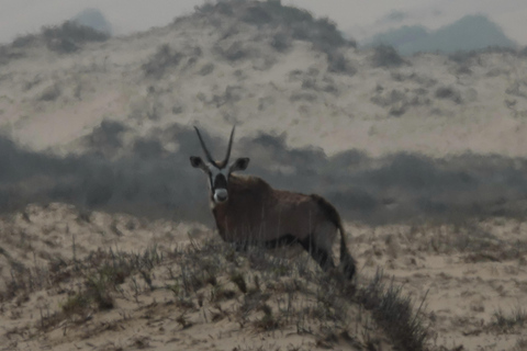 Swakopmund: Namib Desert Sunrise, Seals & Sandwich Harbour