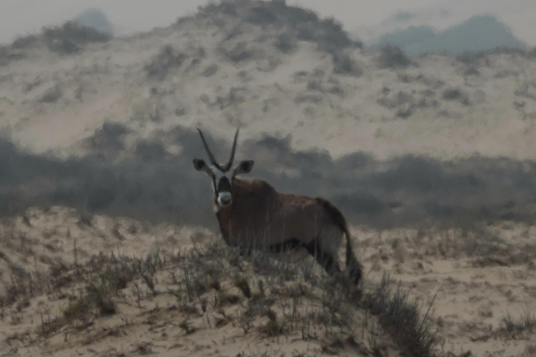 Swakopmund: Namib Desert Sunrise, Seals & Sandwich Harbour