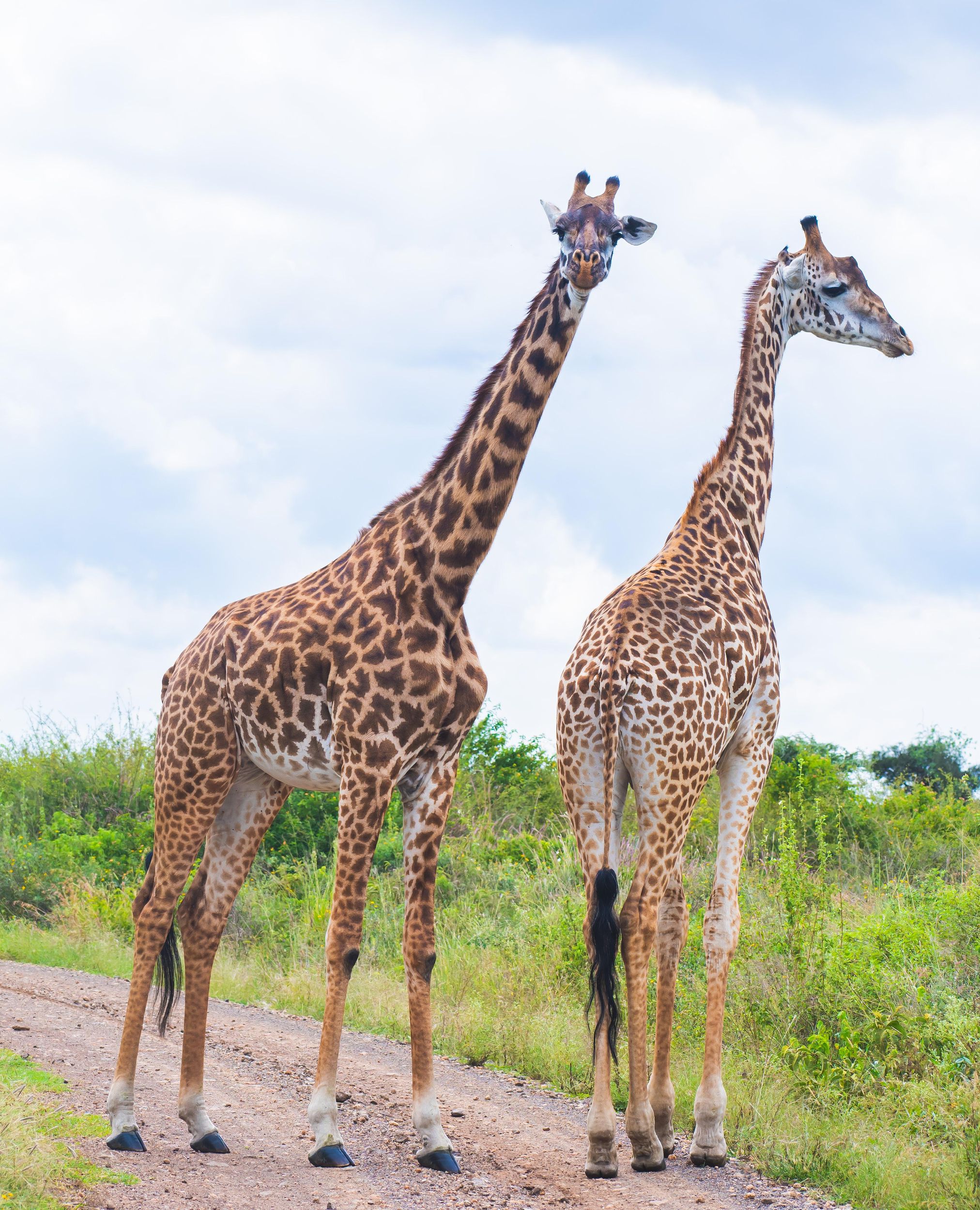 Nairobi: Nationalpark, Elefanten-Waisenhaus & Giraffencenter
