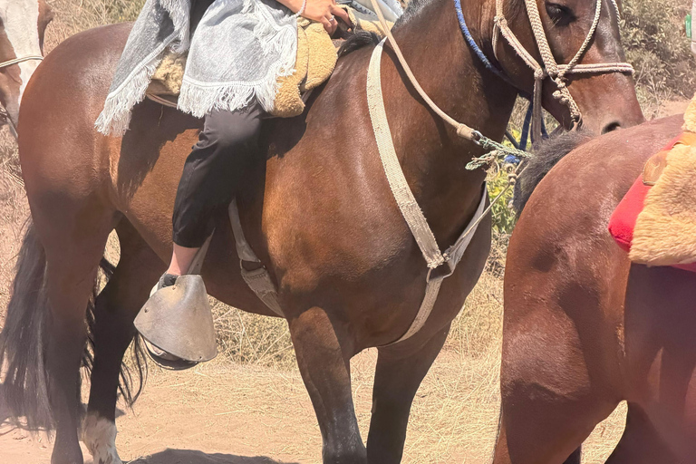 From Santiago: Papudo Lobos Island Boat & Horseback Ride