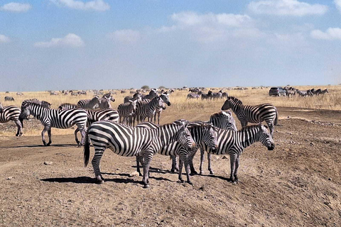 Nairobi: Game Drive i nationalparken med upphämtning från hotell