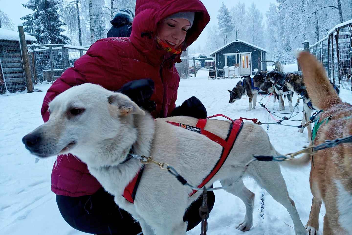 Rovaniemi: Husky Safari with Transfers & BBQ