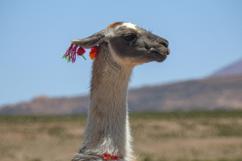 La Paz: 5-Day Uyuni Salt Flats Journey with Return ENGLISH-SPEAKING GUIDE