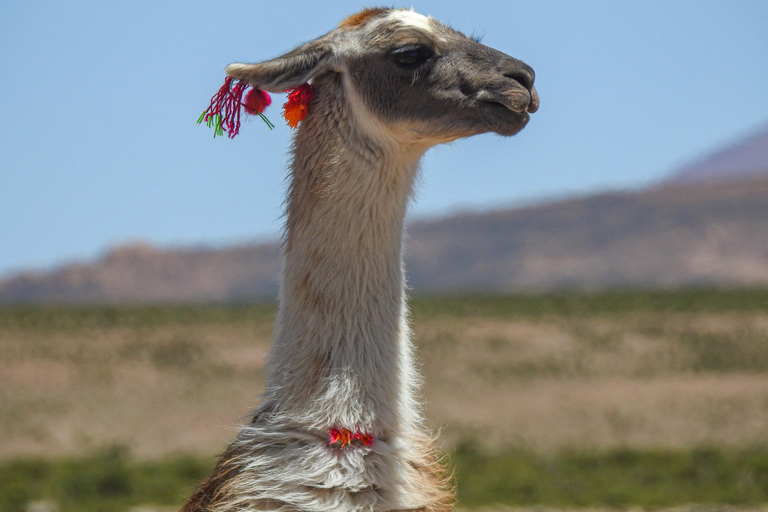 La Paz: 5-Day Uyuni Salt Flats Journey with Return ENGLISH-SPEAKING GUIDE
