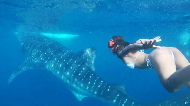 Cebu South:Whale Shark Watching, Sumilon and Inambakan Falls