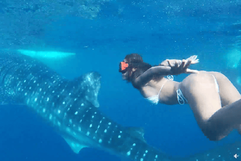 Cebú:Excursión en grupo con tiburón ballena, cascada y carrera de sardinas+Comida