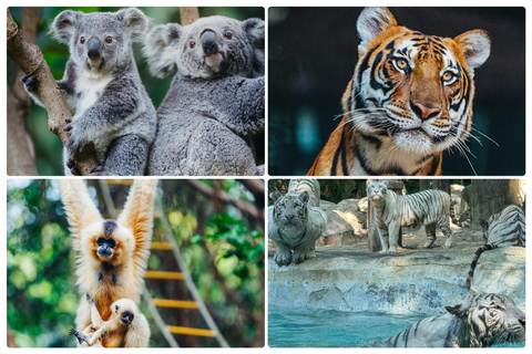 Guangzhou Chimelong: Safari Park/Paradise（Optional Day Tour） Chimelong Paradise – Adult