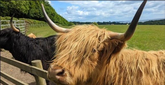 Loch Lomond, Highland Cows, Victorian Town, Castle Tour