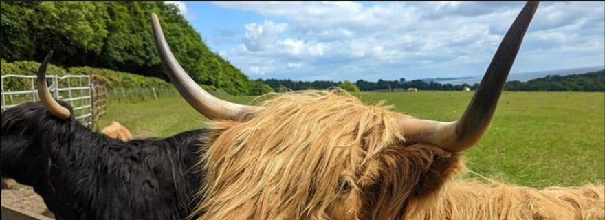 Loch Lomond Highland Cows Victorian Town visite d'une demi-journée