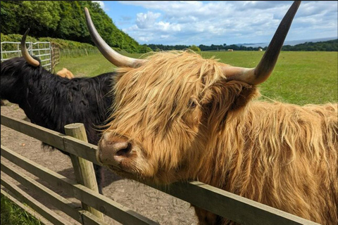 Loch Lomond Highland Cows Victorian Town Half-Day Tour