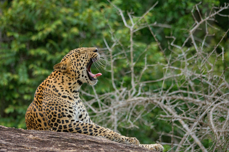All Inclusive Yala Leopard Safari from Colombo, Ella & Galle