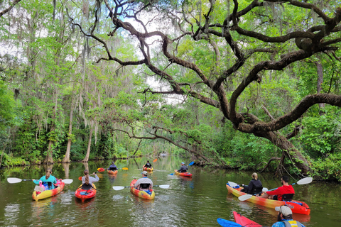 From Orlando: Wild Florida Kayak Tour on the Dora Canal