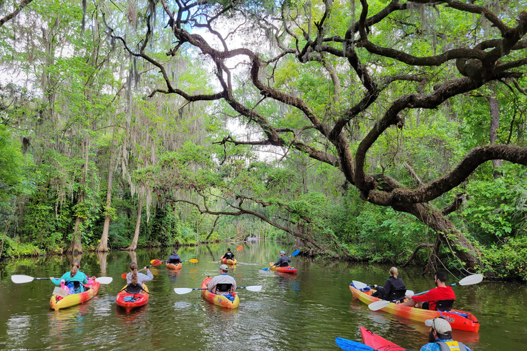 From Orlando: Wild Florida Kayak Tour on the Dora Canal