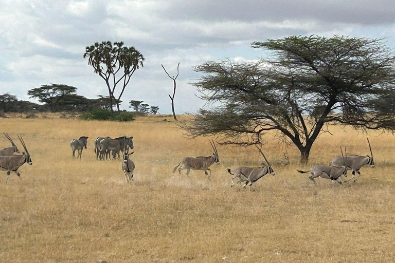 3 Days, 2 nights safari to Samburu National Reserve 3 Days private safari in a 4x4 Landcruiser jeep