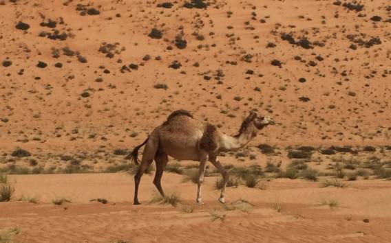 Muscat: Privat Wahiba Sands Wüste, Übernachtung & Wadi Khalid
