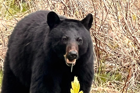 Calgary: Banff,Moraine,Emerald Lake and Canyon Day Trip
