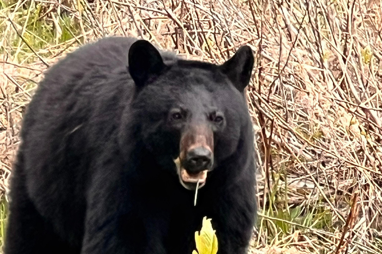 Calgary: Banff,Moraine,Emerald Lake and Canyon Day Trip