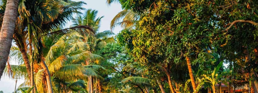 Kerala : Croisière sur la rivière Alappuzha avec promenade dans les villages