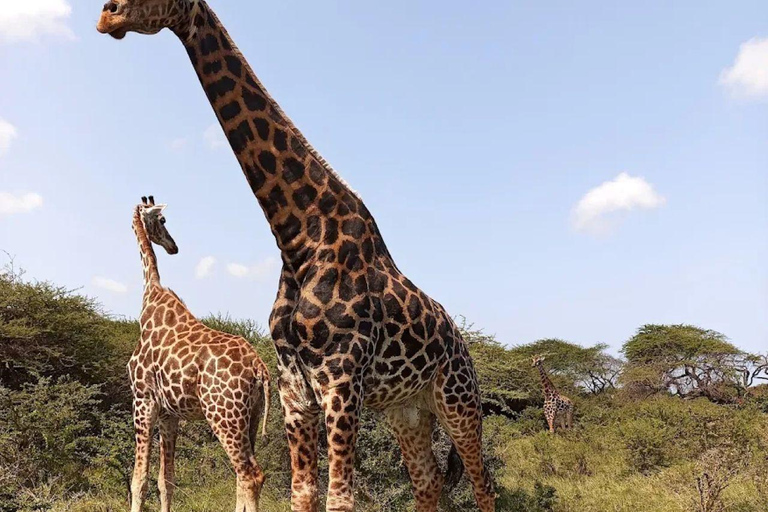 Mombasa Safari: Shimba Hills, Falls & Photography