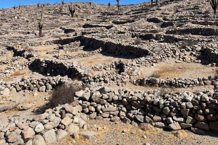 Salta: Movitren: Train to the clouds with transfer in Movitrack MOVITREN: Train + Transfer