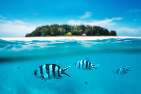 Raj Mnemba; snorkling ze skuterem wodnym z plaży Kendwa