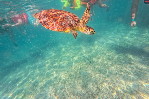 Cancun: Tulum Ruins, Akumal Turtles, Cenote & Caves Snorkel From Cancun