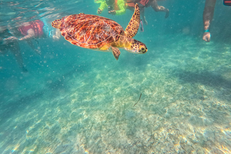 Cancun: Tulum Ruins, Akumal Turtles, Cenote & Caves Snorkel From Cancun