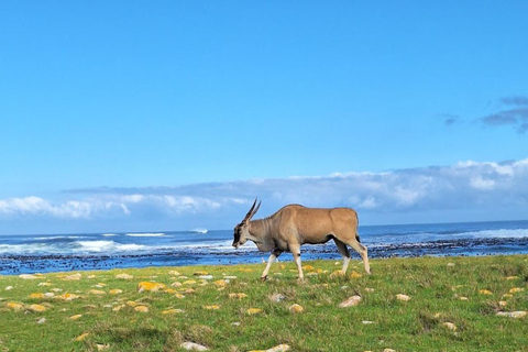 Kaap de Goede Hoop &amp; Pinguïns privétour