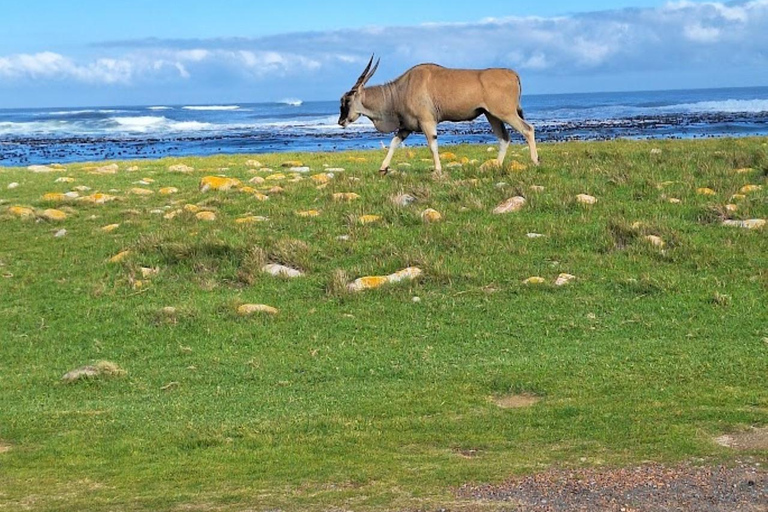 Tour particular pelo Cabo da Boa Esperança e Pinguins