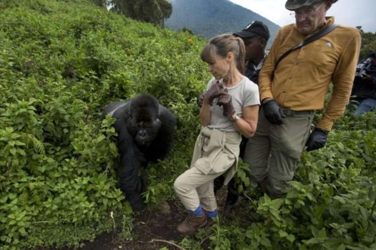 4-Daagse Rwanda Gorilla trektocht, Lake Kivu en grottensafari.