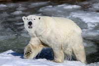 Ranua, Wildlife Park Tour - Housity