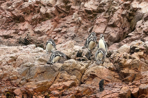 Paracas e Huacachina: Ilhas, Dune Buggy e Piquenique ao Pôr do SolParacas e Huacachina: Ilhas, Buggy nas Dunas e Piquenique ao Pôr do Sol