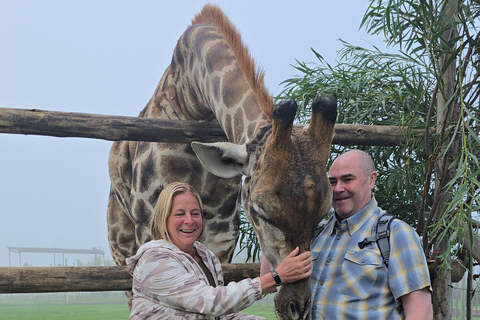 Cheetah, Giraffes Encounter, lion's park, and Wine Tasting