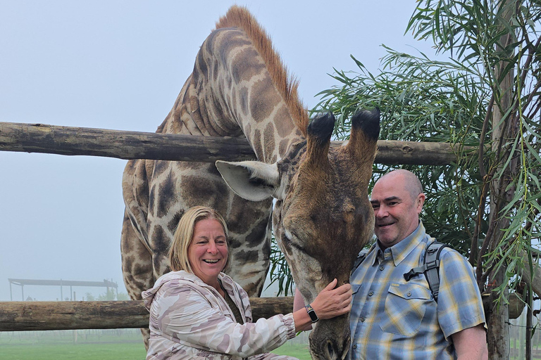 Cheetah, Giraffes Encounter, lion's park, and Wine Tasting