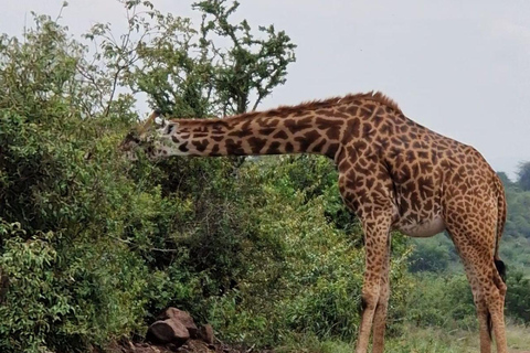 Nairobi: Half Day guided tour to Nairobi National Park