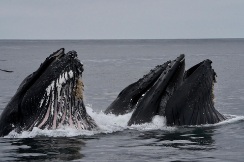 Morro Bay: Whale Watching with Lost Isle Adventures