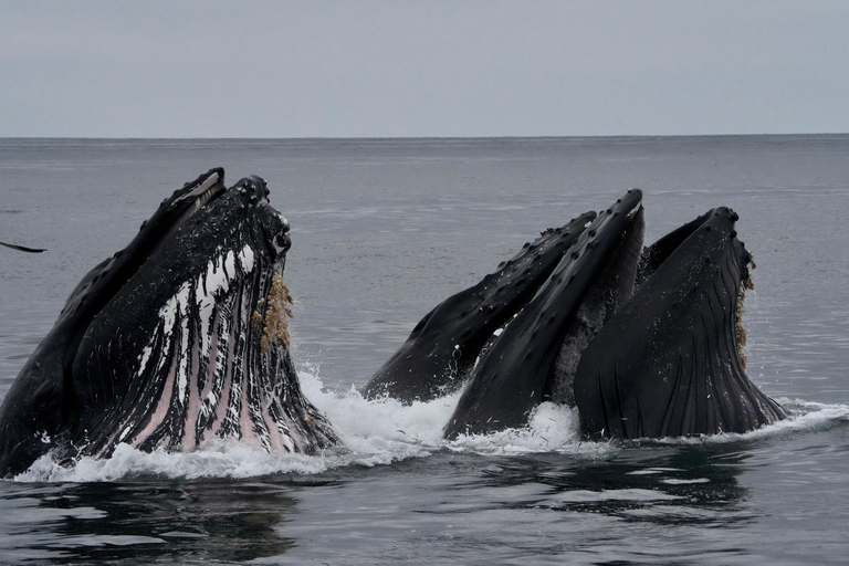Morro Bay: Whale Watching with Lost Isle Adventures