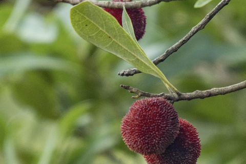 Shanghai: Fuyang Bayberry Picking & Ancient Town Day Trip