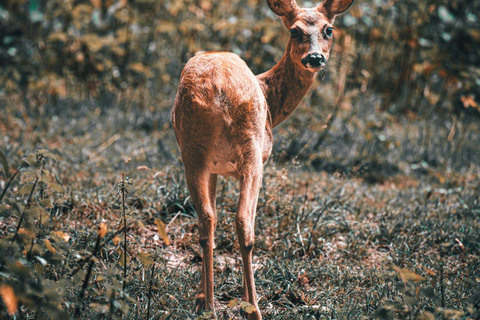 Kyoto & Nara: Private Family Tour with Hotel Pickup