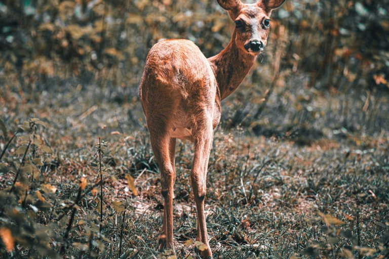 Kyoto & Nara: Private Family Tour with Hotel Pickup