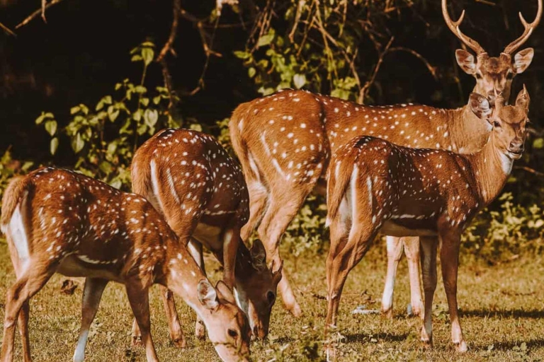 From Negombo: Yala National Park Safari Day Trip