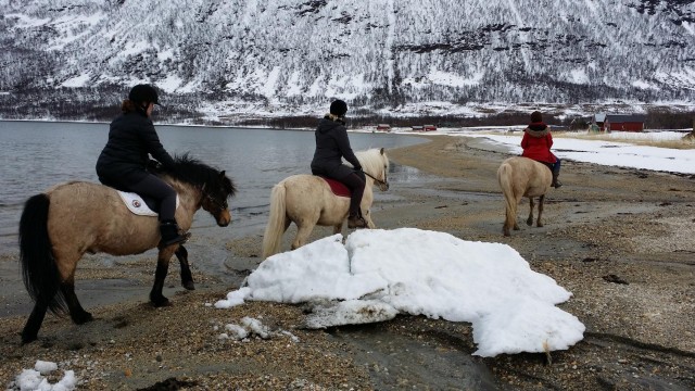Visit Tromsø Lyngen Horseback Riding Experience in Lyngen
