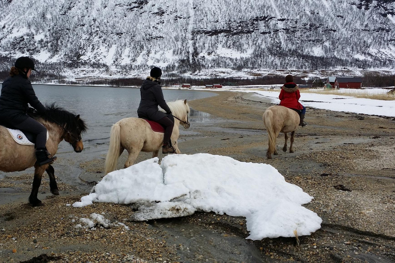 Tromsø: Ridupplevelse på hästryggen i Lyngen