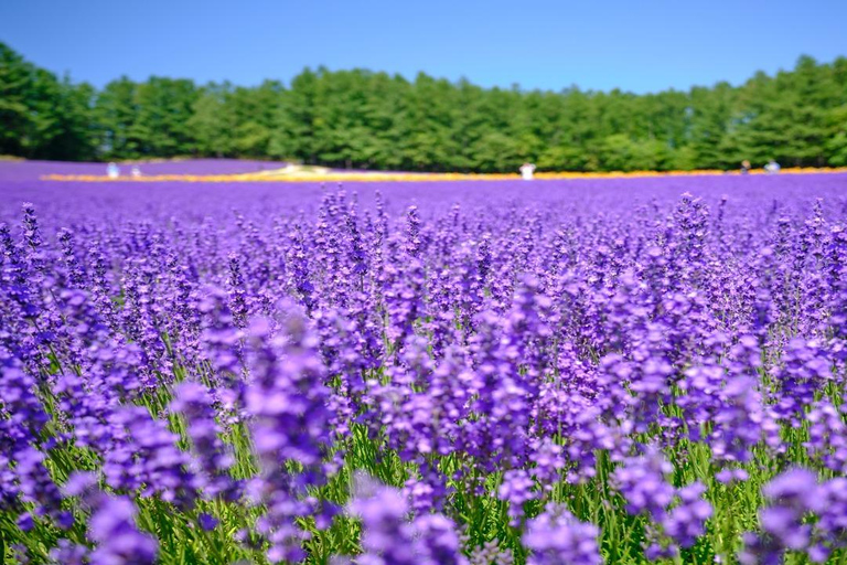 From Sapporo: Blue Pond, Farm Tomita, & Shikisai-no-Oka Tour
