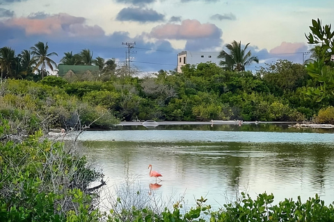 Entdecke die Naturwunder von Isabela und der Insel Tintoreras