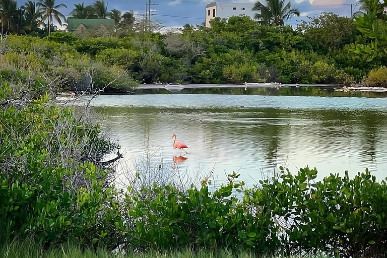 Entdecke die Naturwunder von Isabela und der Insel Tintoreras