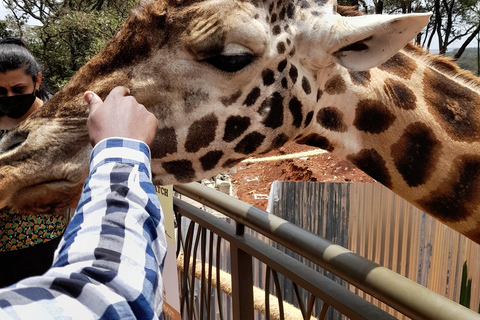 Nairobi: Nationalpark, Elefantenwaisenhaus und Giraffe Tour