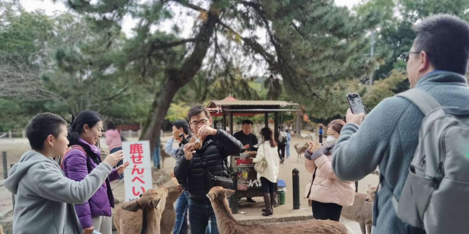 Kyoto experience — temples, geisha, bamboo grove — image 5